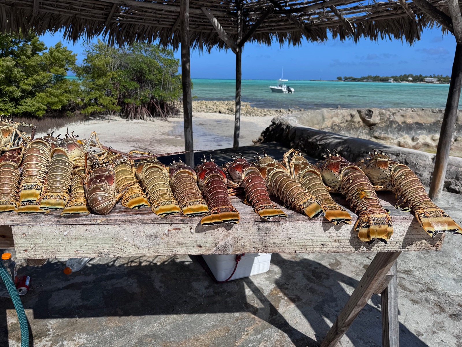 Fresh spiny lobster lined up on a table at a beachside shack, the turquoise flats behind